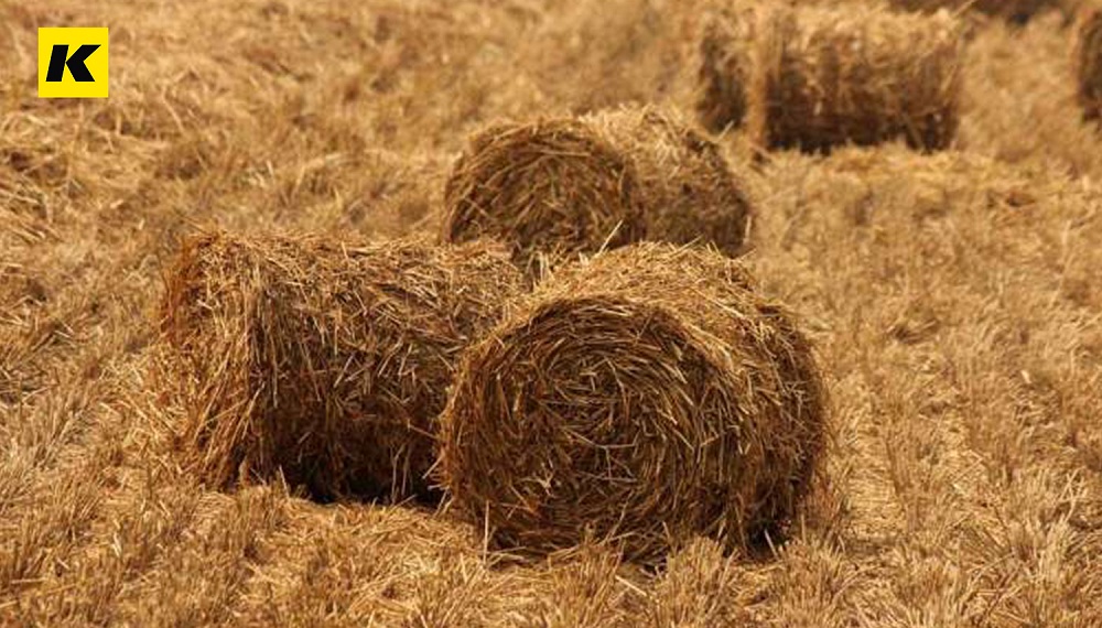 秸稈環(huán)保餐具的市場(chǎng)前景為什么這么好？！